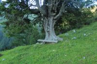 2015-07-01_2Drijaggenalm (301).JPG